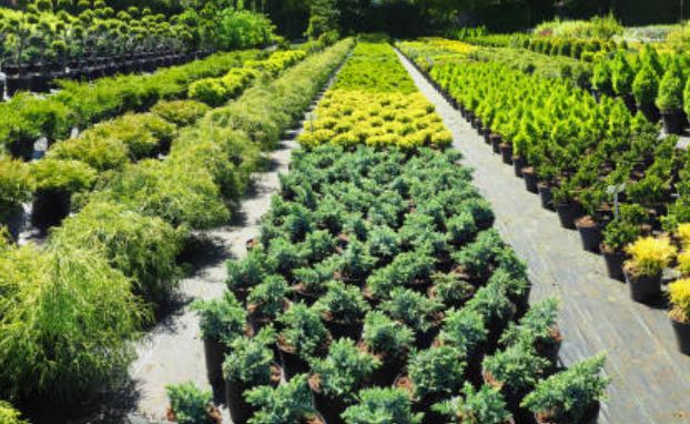 Home Garden Greenery